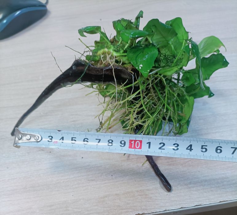 Anubias barteri na korzeniu