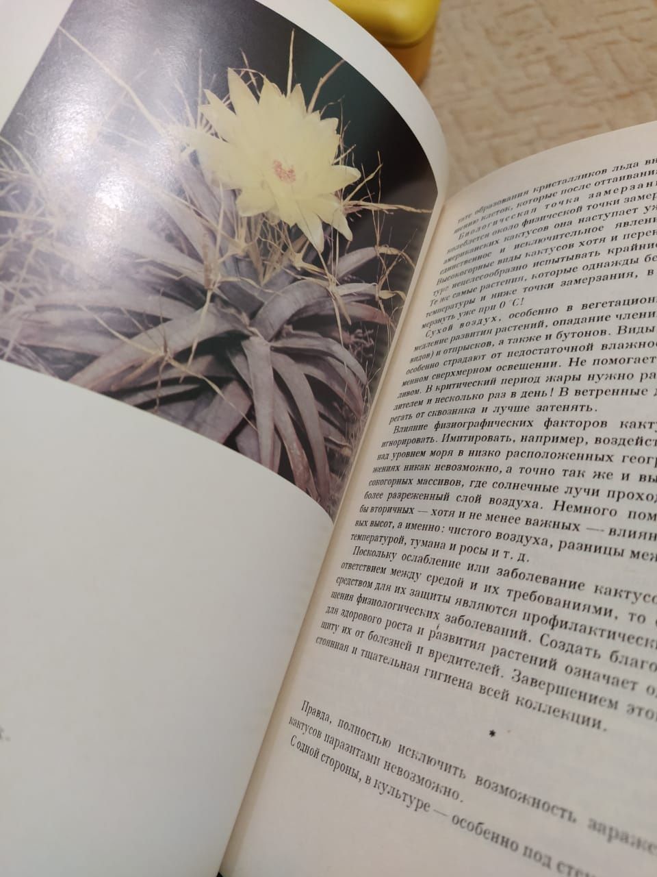 Книга о кактусах " колючее чудо"