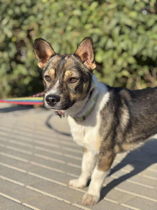 Pocieszny Bobik do przygarnięcia