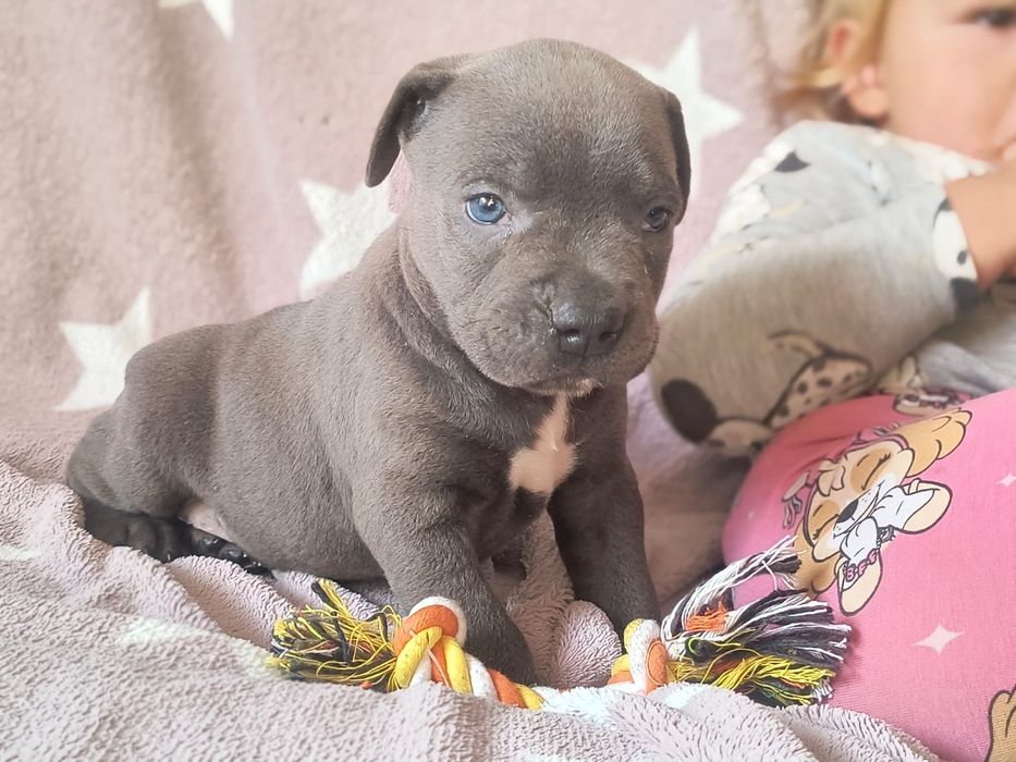 Czeka na Ciebie  Amstaff Stanford terier szczeniaczek blu-merle