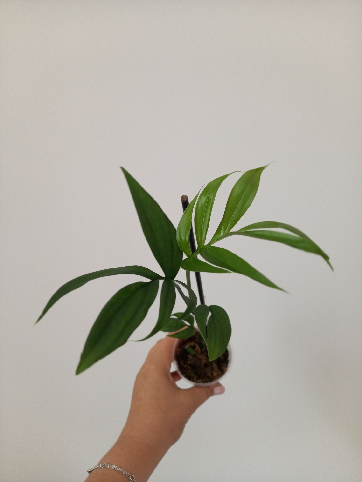 Monstera Subpinnata ze zdjęcia
