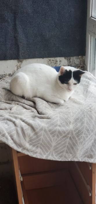 Передержка котов