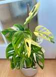 Monstera adansonii variegata - pędówka