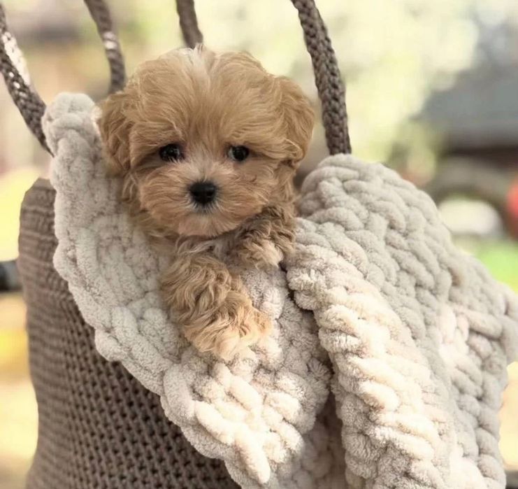 Собачка мальтипу ф1 продаж