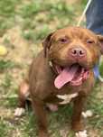 Pit Bull Red Nose chłopiec -szuka domu -schronisko Zgierz aktualne
