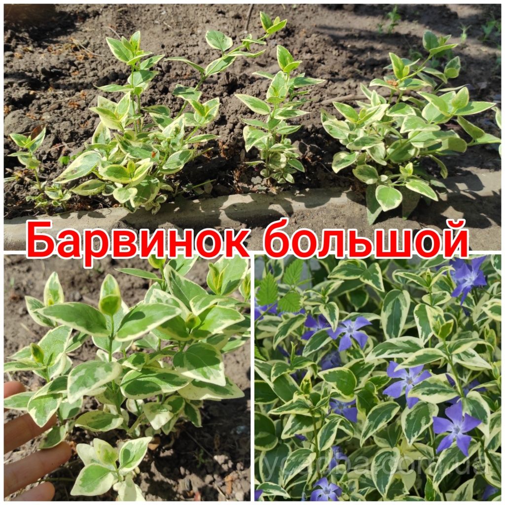 Растения для дома и сада