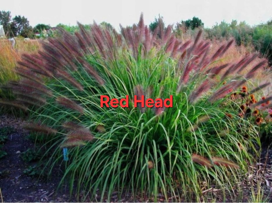 Rozplenice/rozplenica Black Beauty,Red Head i inne