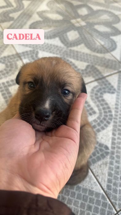 FILHOTE Cadela para adoção
