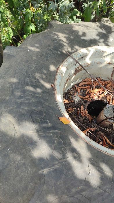 Rodas largas automotriz claas ou Mengele