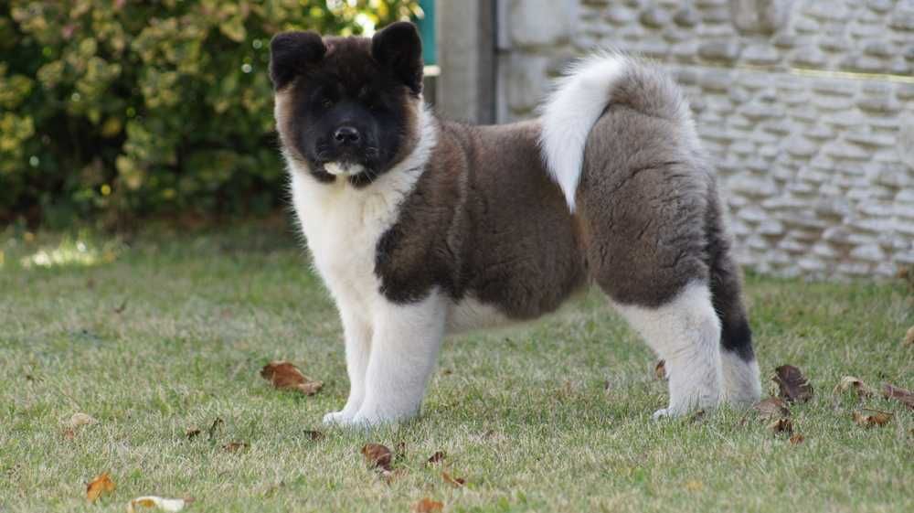 Akita Amerykanska FCI