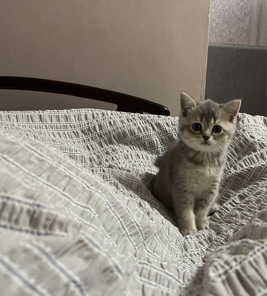 Шотландские прямоухие котята