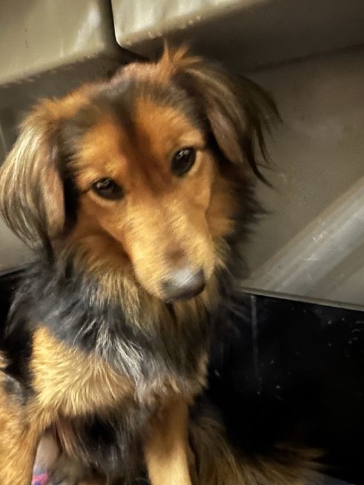 Piesek znaleziony w Brzezince Średzkiej.