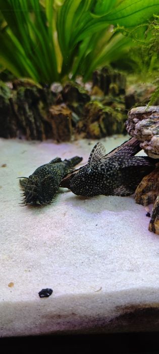 Zbrojniki, glonojady