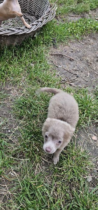 Chihuahua piesek gotowy do odbioru