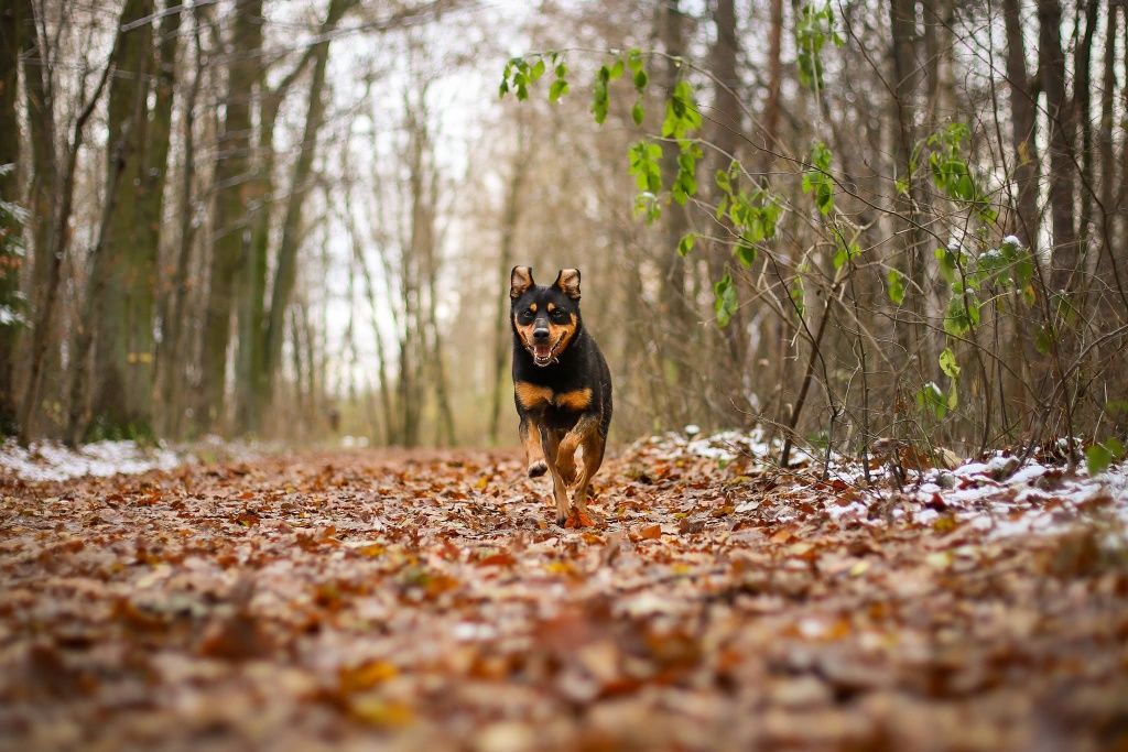 Snapi, uroczy mini rottweiler czeka na dom