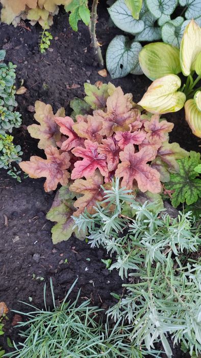 Очиток, седум, заячья капуста, молодило Хоста Гейхера ясколка