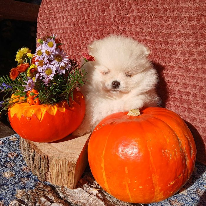 Piękna suczka, zadbana, info instagram