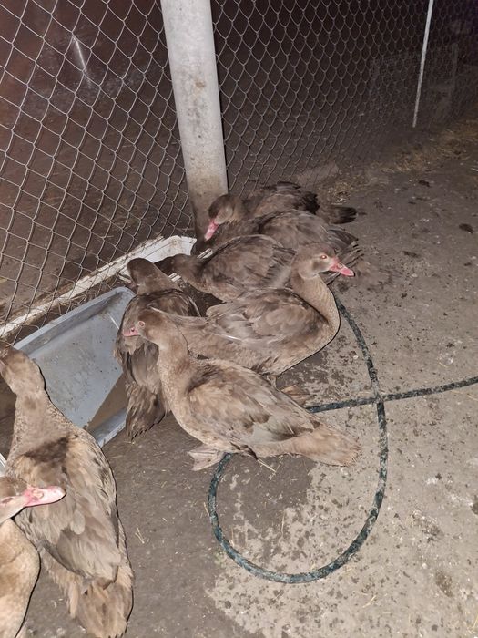 Продаж индоуток  6м.