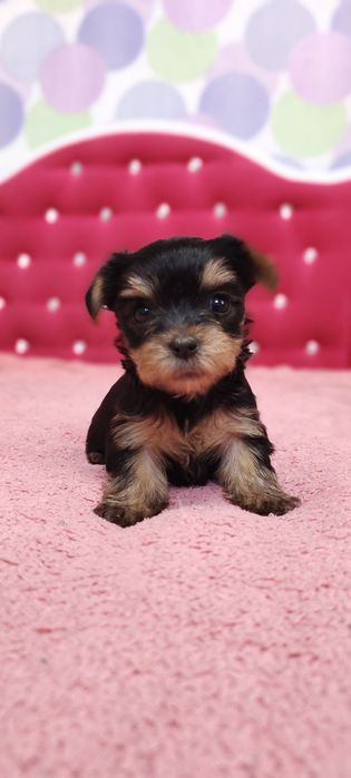 Міні йорки бронюємо до нового року подаруночки ку