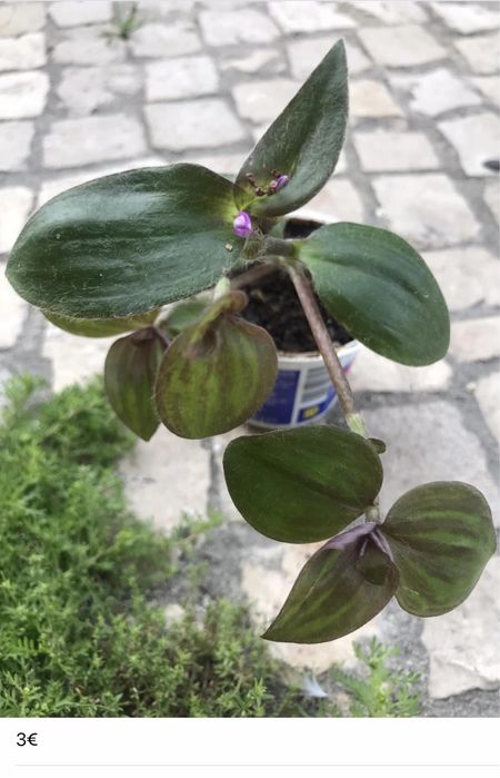 Plantinhas de interior para venda