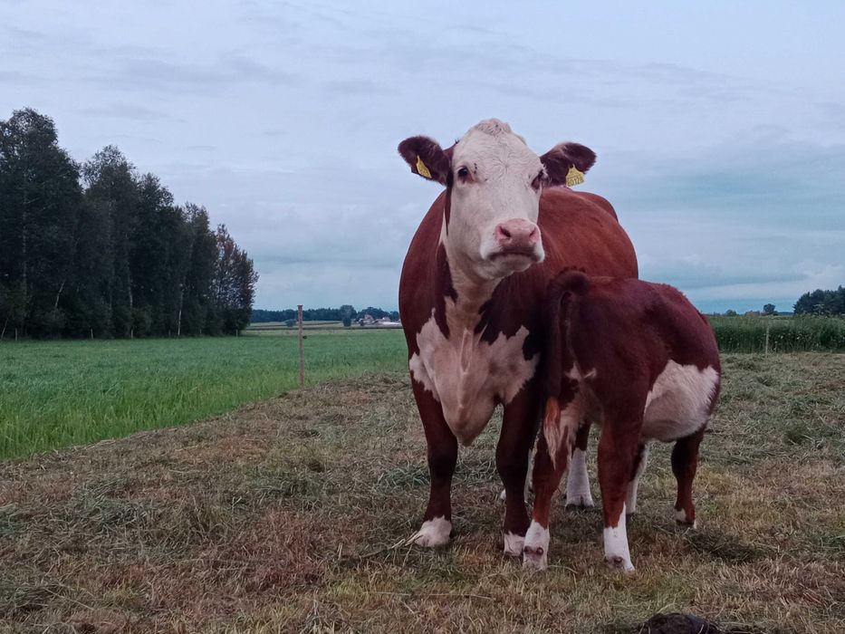 Hereford krowy krowa