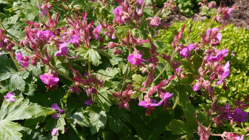 Bodziszek korzeniasty Różowy (Geranium macrorrhizum) Doniczka 2.0L