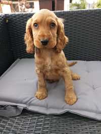 Piękny szczeniak rasy Cocker Spaniel