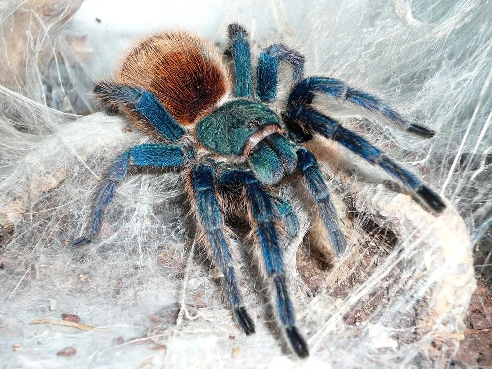 Chromatopelma cyaneopubescens L6 самець