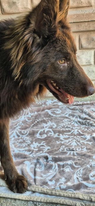 Do adopcji - czekoladowa piękność