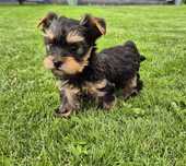 Yorkshire Terrier,  MALUTKI, szczeniak, śliczny S