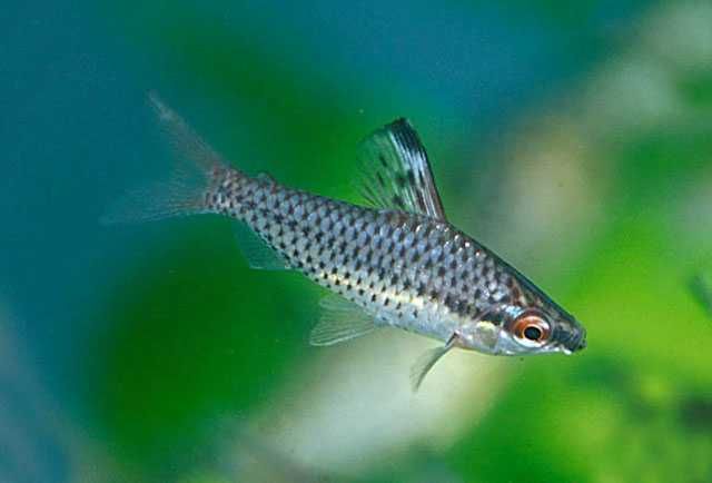 Chilodus punctatus Stojaczek punktowany