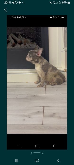 Міні дівчинка мерльова