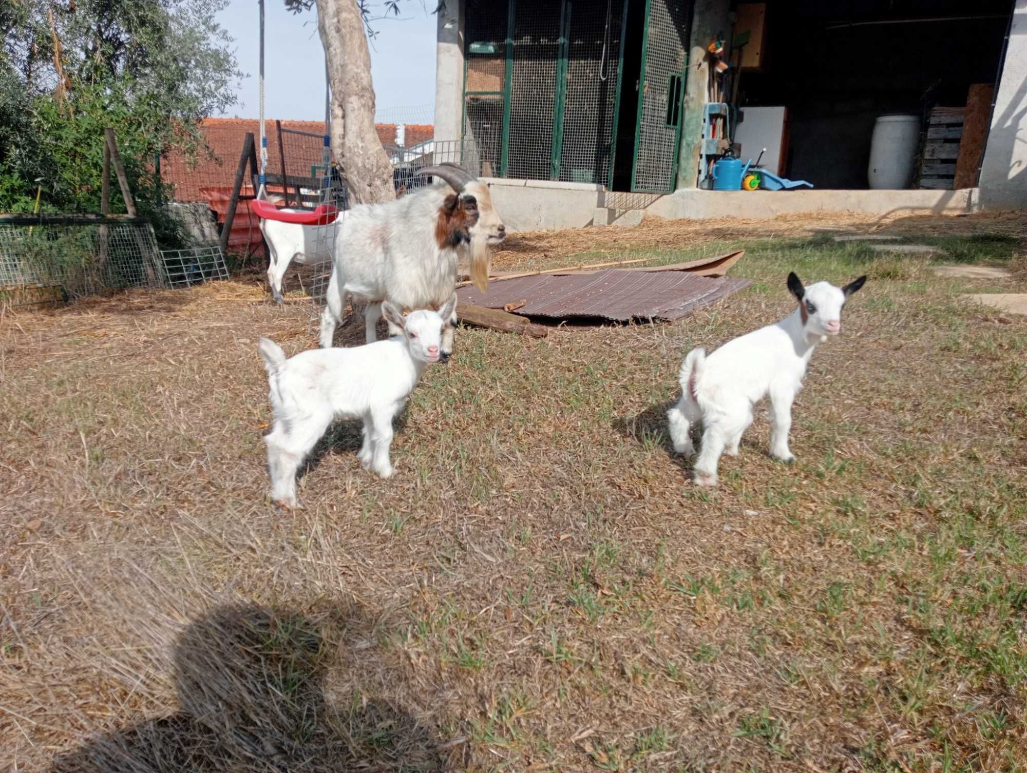 Cabras anãs casal