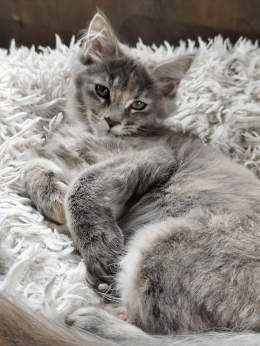 Śliczna szylkretowa koteczka  Maine Coon LATIKA Ashantu*PL