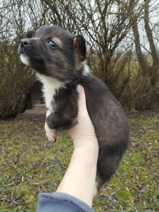 Віддам цуценят у добрі руки