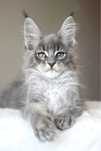 Niebieska kotka maine coon, rodowód FPL