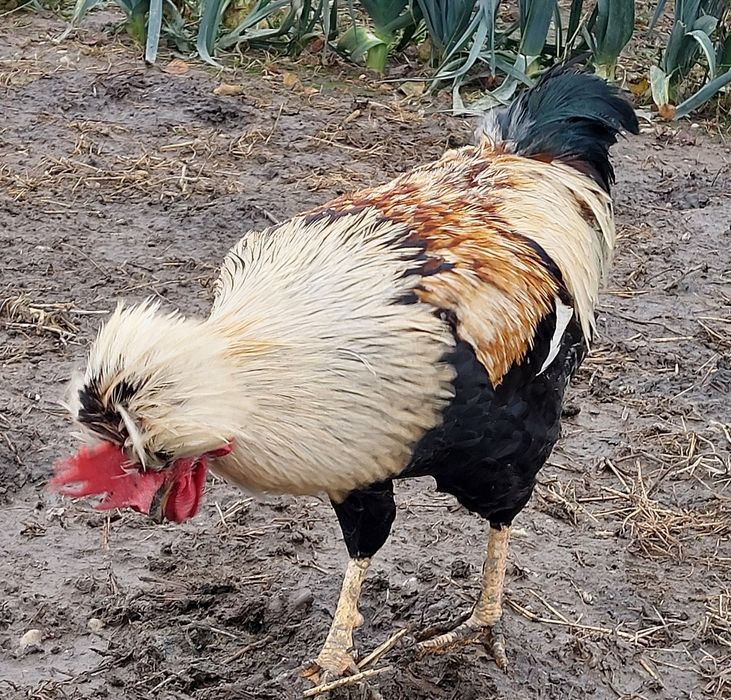 Czubatka staropolska,  jaja lęgowe