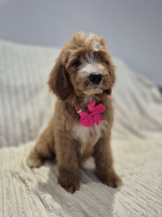 Goldendoodle f1 standard