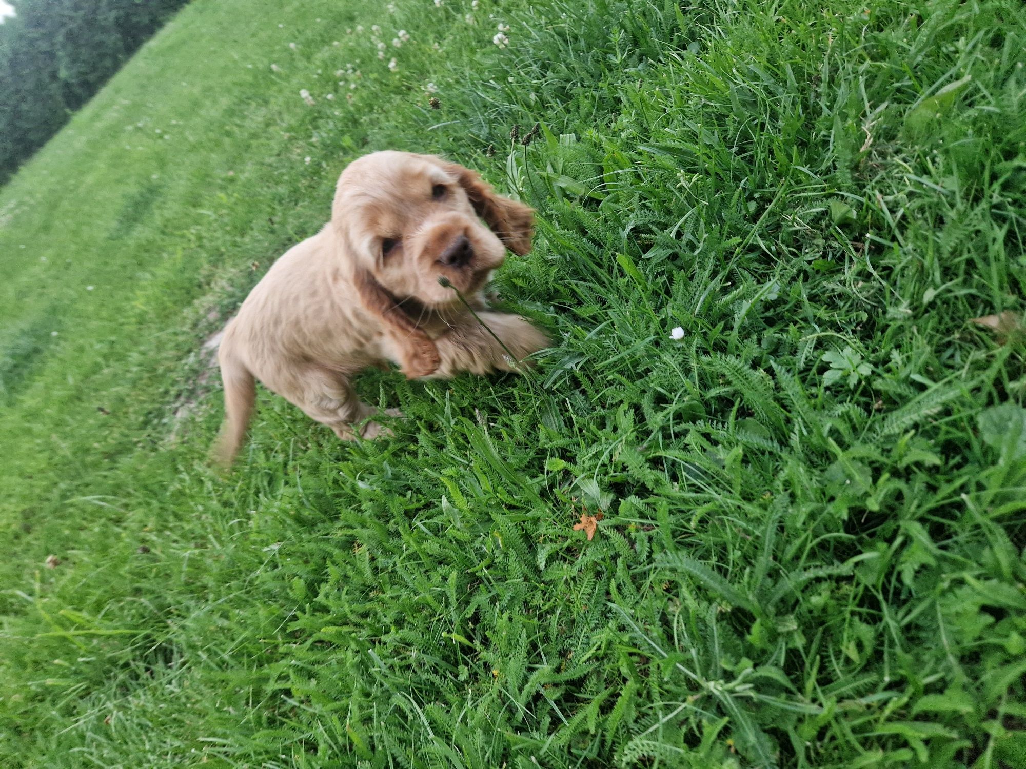 Piesek cocker spaniel rudy pies