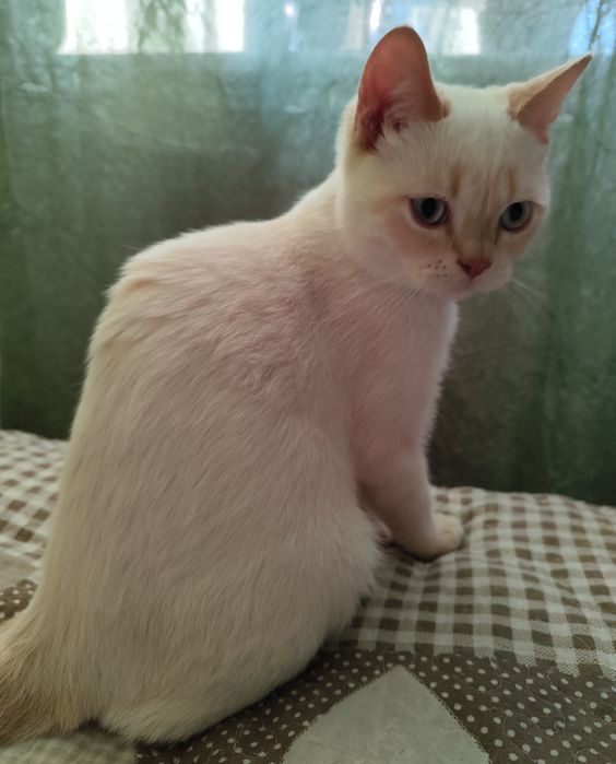 Британські кошенята, котики, кицюні, британские