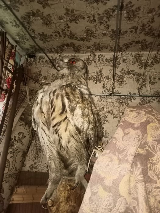 Продается чучело