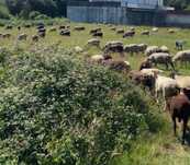Ovelhas prenhas/paridas de varias raças ( p3, merino, suffolk , etc )
