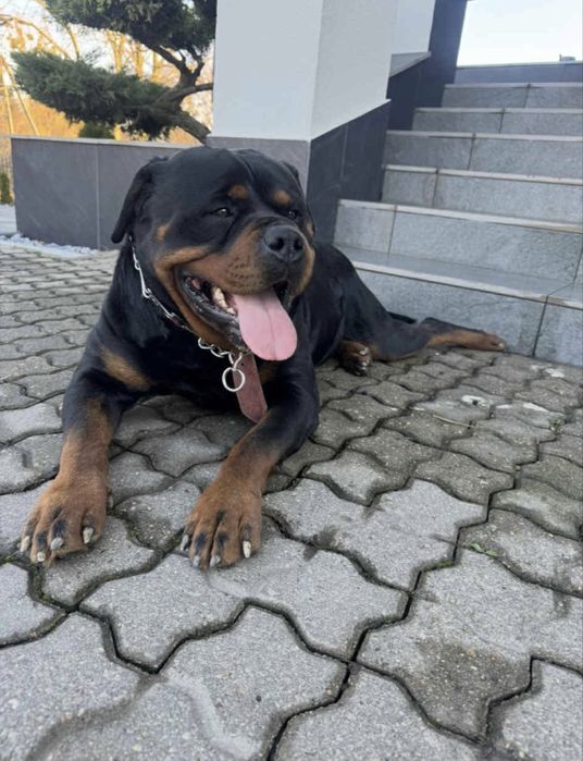 Rottweiler suczka