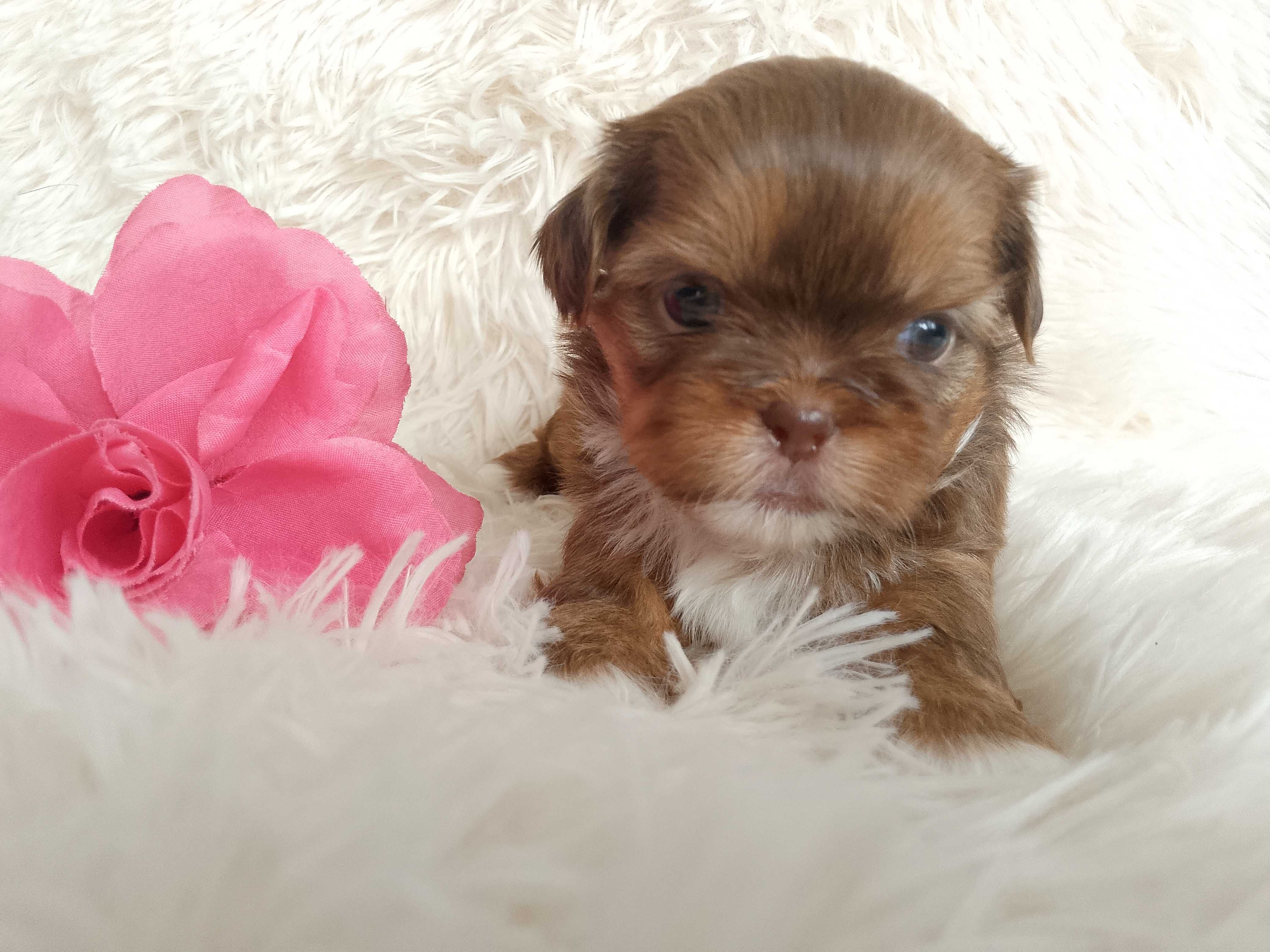 Przepiękna suczka rasy Shih-Tzu szuka domku