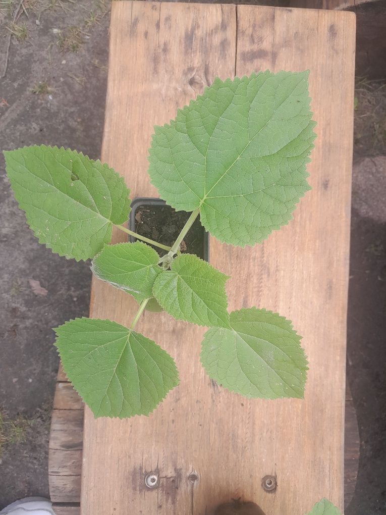 Oxytree, paulownia