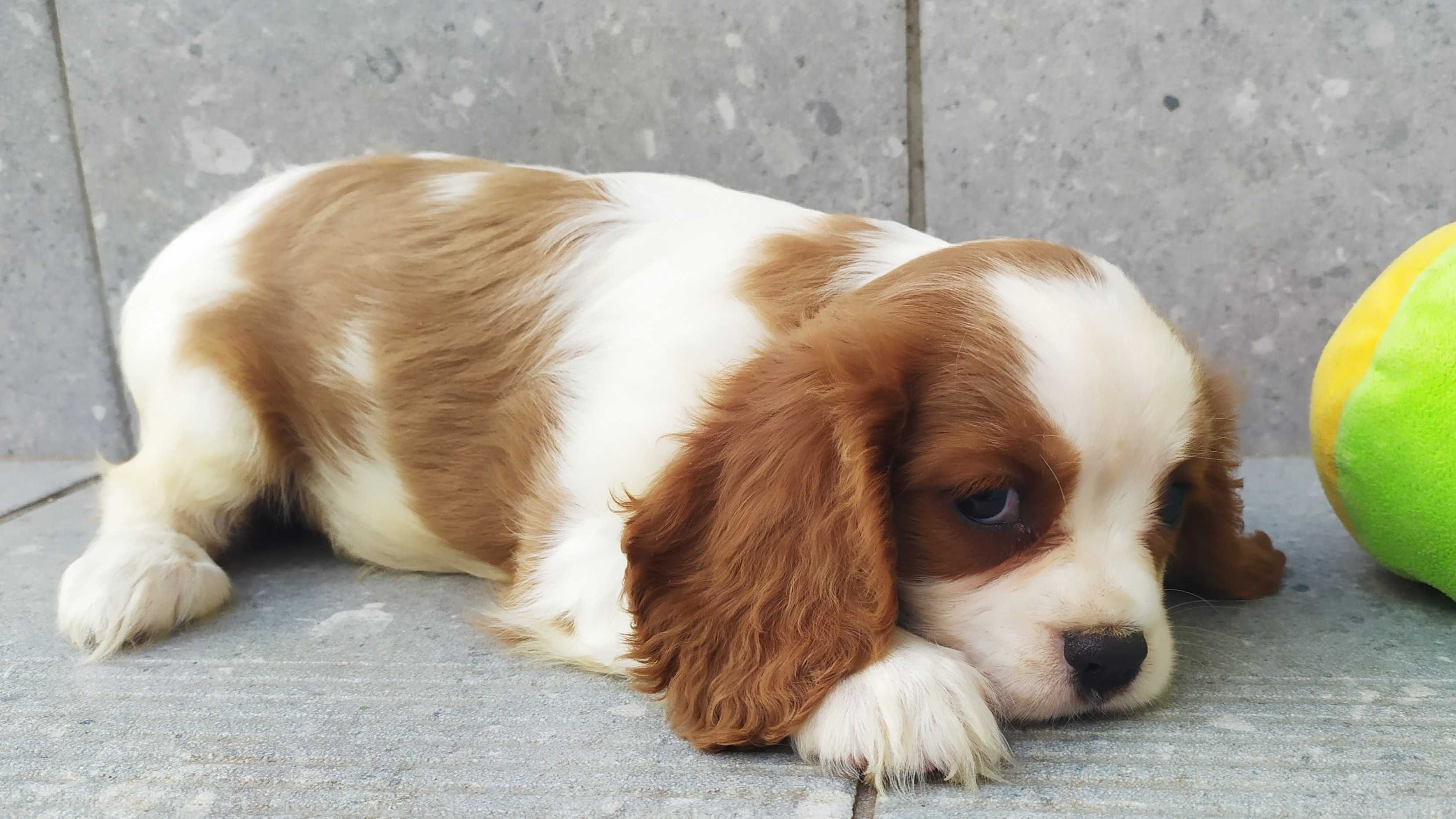 Suczka rasy Cavalier King Charles Spaniel - rodowód ZHPR