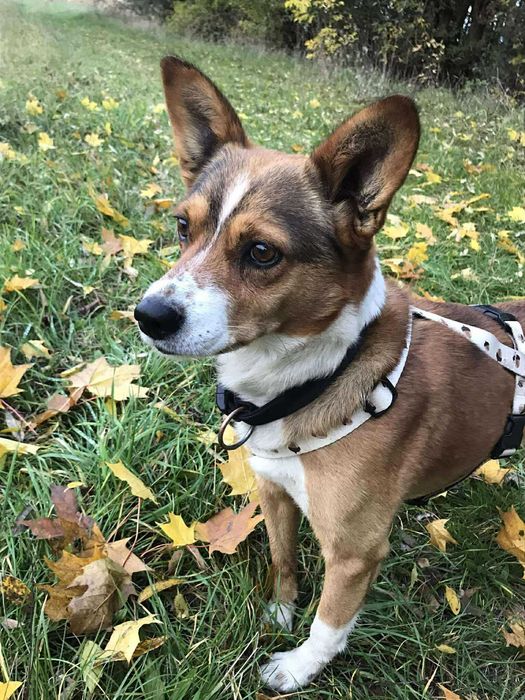 zaginął pies !PILNE!