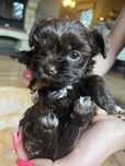 Yorkshire terrier, york, choco, chocolate, dziewczynka, suczka,