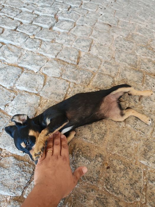 Adopção Cadelinha