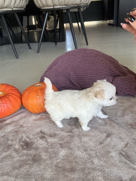 Chihuahua FCI ZKWP Sunia